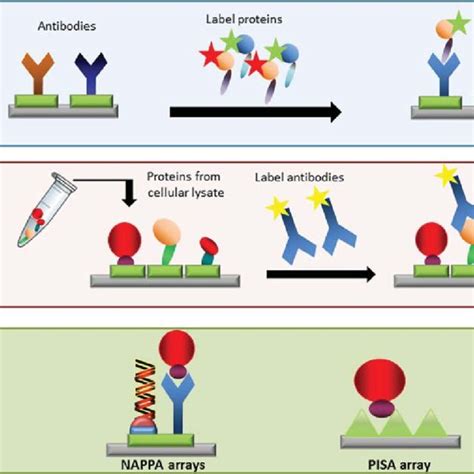 Major types of protein microarrays: (A) targeted protein arrays, (B ...