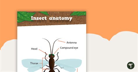 Insect Anatomy - Poster and Worksheet | Teach Starter