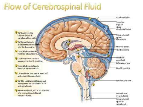 Pin By Elise Fengler On Nursing Stuff Brain Anatomy Cerebrospinal