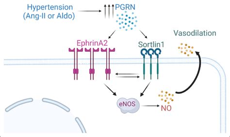 Summary Of Our Findings Progranulin Pgrn Activates Endothelial