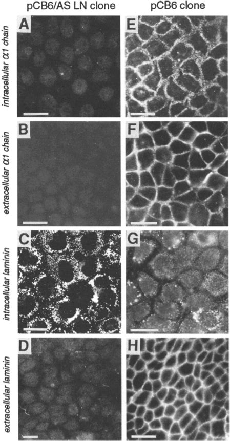 Expression Of The Constituent Chains Of Laminin 1 Immunofluorescent