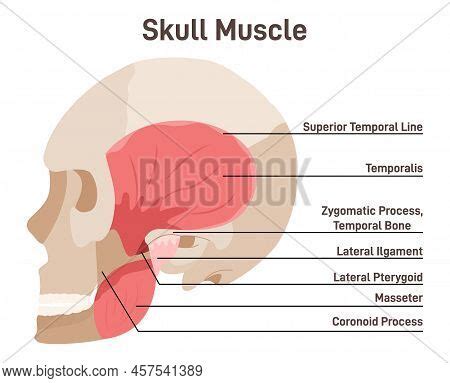 Skull Muscles. Vector & Photo (Free Trial) | Bigstock