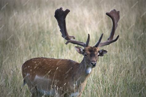 Premium Photo Common Variants Of European Fallow Deer Male Buck Of