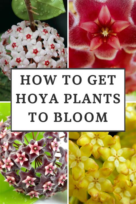 How To Get Hoya Plants To Bloom Epic Tips