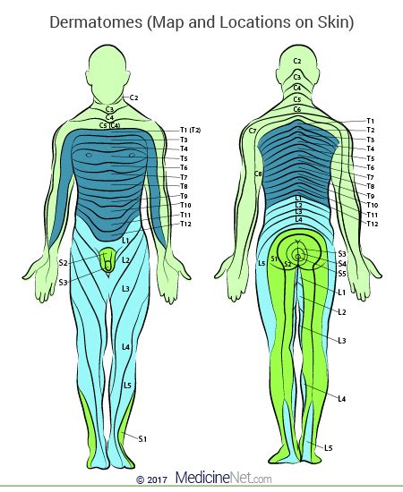 Nerve Root Dermatome Map | Dermatome Map