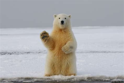 Animais Que Hibernam Animais Ao Redor Do Mundo