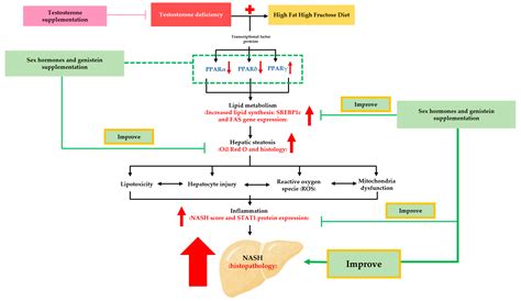 Biomedicines Free Full Text Genistein And Sex Hormone