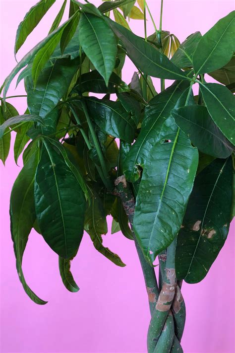 Money Trees Leaf And Trunk Health — Plant Care Tips And More · La Résidence