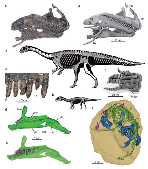 Qianlong Shouhu Beschreibung Dinodatade