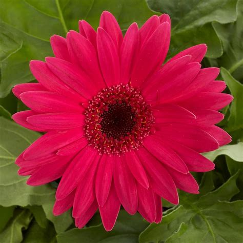 Monrovia Multicolor Gerbera Daisy Pot Nursery At