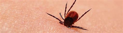 Bugs that Cause Lyme Disease | Pesticon Vancouver