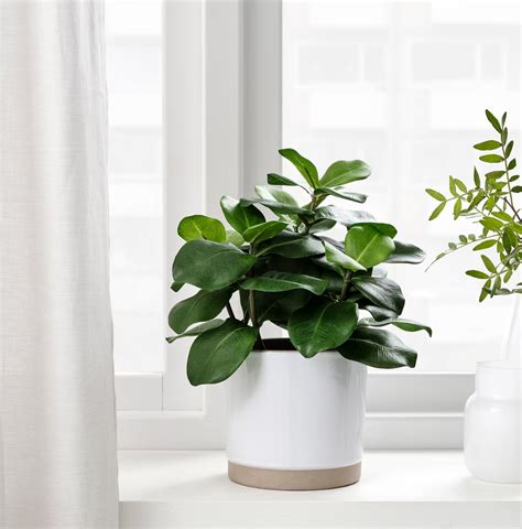 Product ID on this plant pot please? : r/IKEA