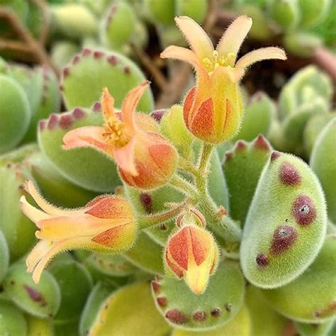 Cotyledon Tomentosa Bear S Paw Succulent Care Guide