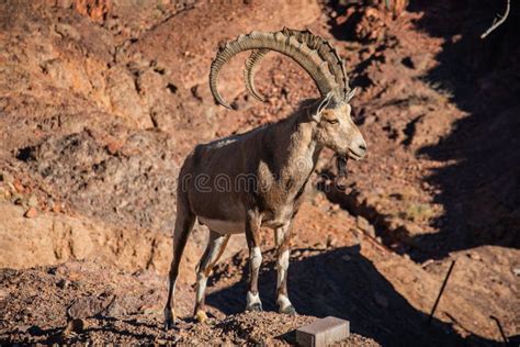 Alpine Ibex with Huge Horns Stock Image - Image of rain, israel: 142062223