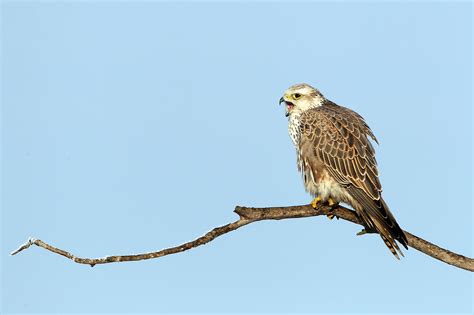 Hortobágyi Nemzeti Park A kerecsensólymok védelme Észak Alföldön