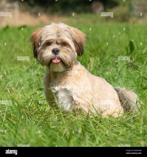 Apso Hi Res Stock Photography And Images Alamy