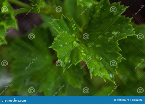 Hoja Verde Con Descensos Del Agua De Lluvia Imagen De Archivo Imagen