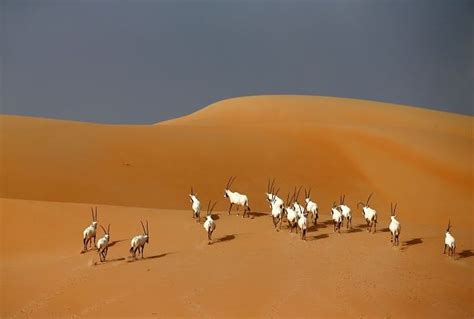 Arabian Oryx Are Seen At The Arabian Oryx Sanctuary In Umm Alzamool