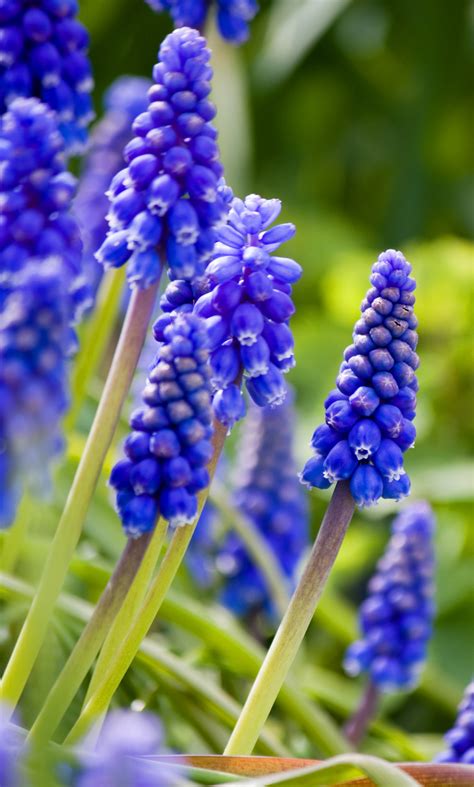 Bluebell Flowers Close-up Free Stock Photo - Public Domain Pictures