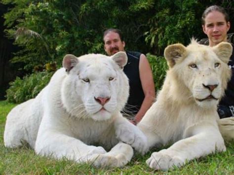 The Parents Of The White Liger Cubs Are Male White Lion And A Female