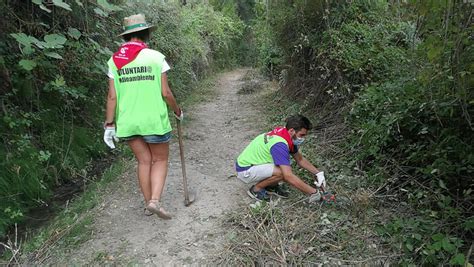 Plantaci N De Lamos En Varias Parcelas Municipales Plataforma