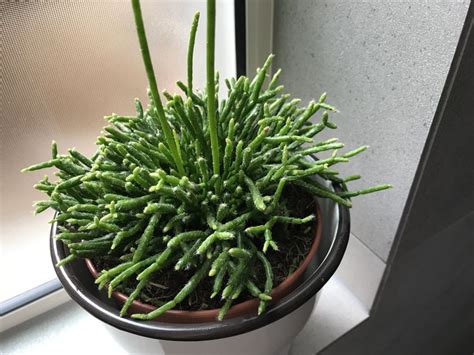 Rhipsalis Spp Jungle Cactus Succulents Green Beans Vegetables