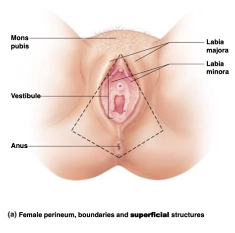 Lec Female Reproduction Flashcards Quizlet