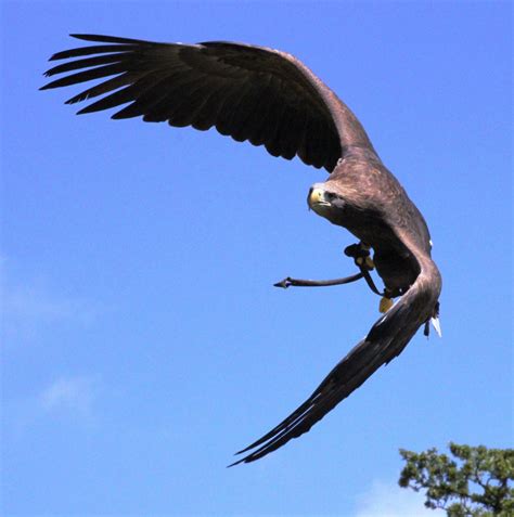 Free Images Nature Wing Animal Wildlife Wild Beak Flight Eagle