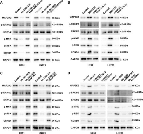 SNHG25 Activates MAPK ERK Pathway Through Regulating MAP2K2 A The