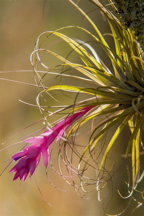 10 Best Bromeliad Types To Brighten Up Your Home