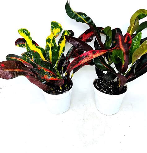 Croton Live Plants Mammy Codiaeum Variegatum Pack Indoor Outdoor In