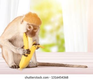 Monkey Eating Banana Stock Photo (Edit Now) 1316454368 | Shutterstock