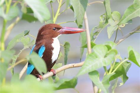 Birds Of India Foto And Bild Asia India Tiere Bilder Auf Fotocommunity