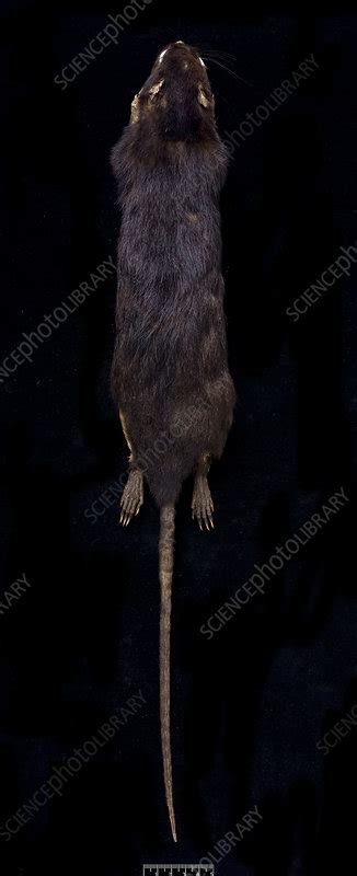 Antillean Giant Rice Rat Stock Image C010 1991 Science Photo Library