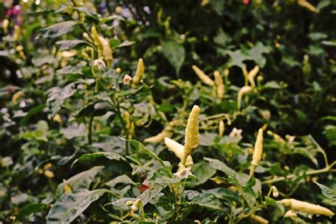 Premium Photo Chili Hot And Spicy Fruiting Vegetable