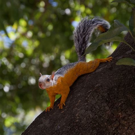 Hörnchen In Nicoyacosta Rica Foto And Bild Tiere Wildlife