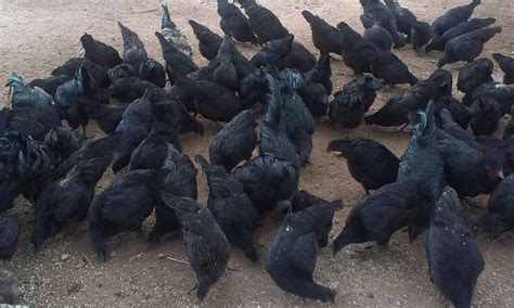 Kadaknath Chicken At Best Price In Pune By Shree Ram Kadaknath Poultry