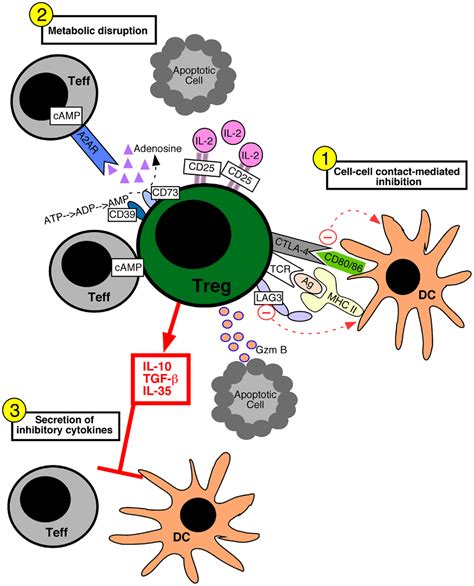 Frontiers Generation And Function Of Induced Regulatory T Cells