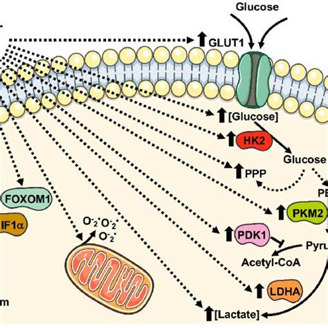 Metabolic Pathways Supported By Nox Expression And Nox Related Ros