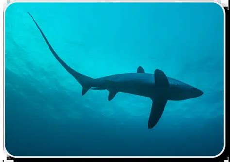 The Thresher Shark x10 Facts: Habitat, Social Life & Hunting Behavior ...