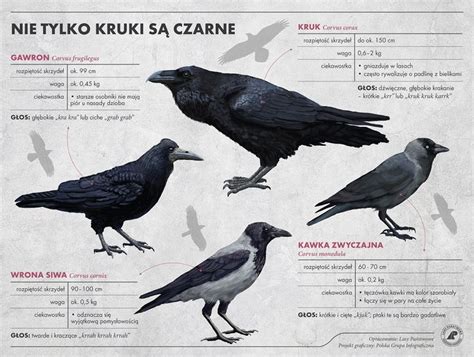 Fascynujący jak kruk Animals Male art Vets