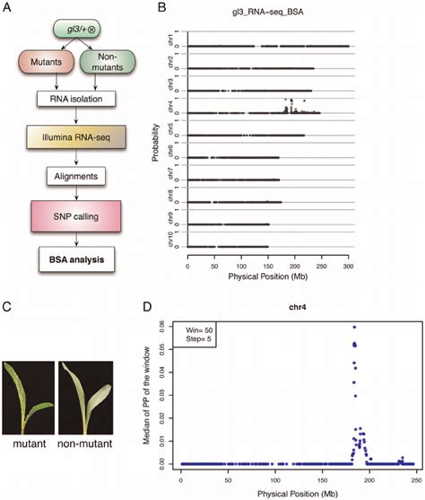 Bsr Seq A A Flowchart Of Bsr Seq Experimental Design B The Physical