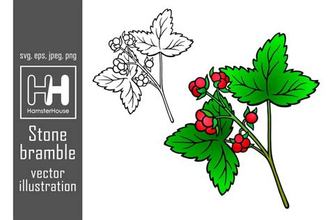 Stone Bramble Vector Illustration Hand Drawn