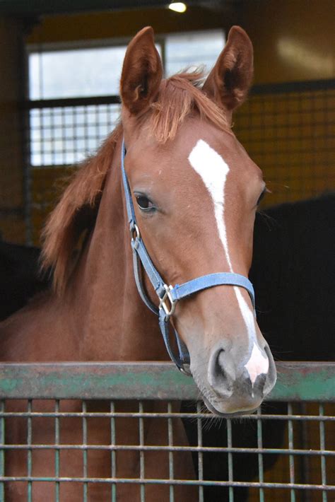 パカパカ工房 On Twitter 今日のボニーたん（マドレボニータの2017♂）。“重賞勝ち馬の全弟”になりました。幼馴染もおにーたんを