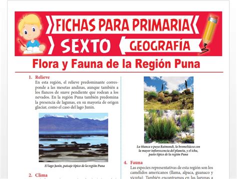 Flora Y Fauna De La Región Puna Para Sexto Grado De Primaria