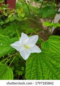 Bauhinia Acuminata Species Flowering Shrub Native Stock Photo