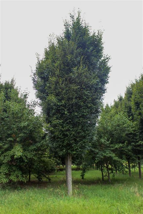 Musashino Columnar Zelkova Halka Nurseries