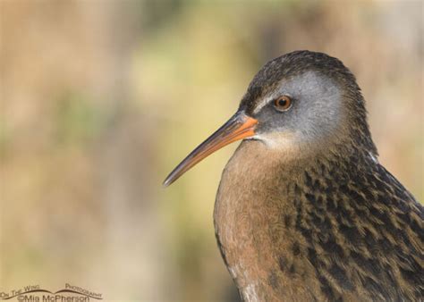 Virginia Rail Portrait Mia Mcpherson S On The Wing Photography