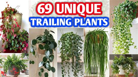 69 Unique Indoor Trailing Plants Rare And Unique And Trailing Plants Plant And Planting