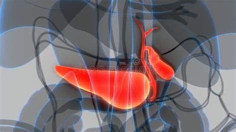 Pancr As Humain D Organes Internes Avec L Anatomie De La V Sicule